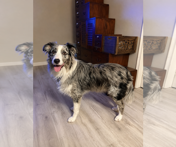 Medium Photo #3 Australian Shepherd Puppy For Sale in Dallas, TX, USA
