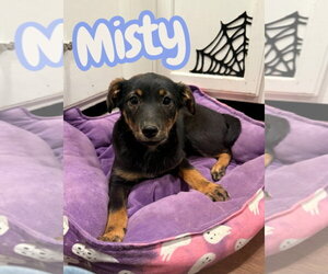 German Shepherd Dog-Miniature Pinscher Mix Dogs for adoption in Lexington Park, MD, USA