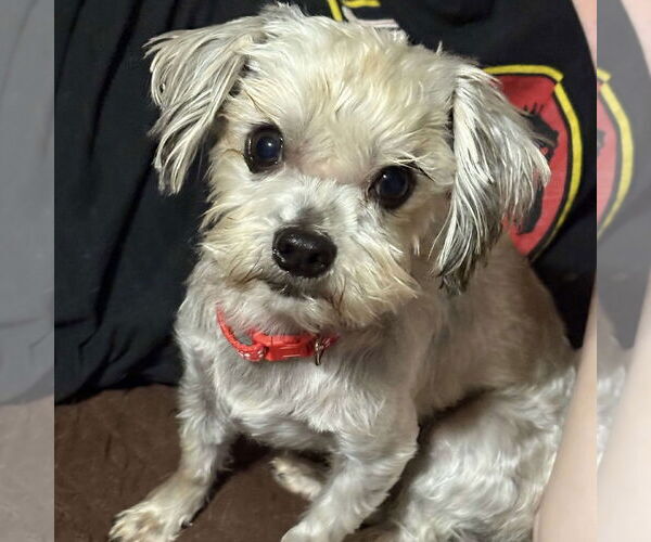 Medium Photo #1 Maltese-Unknown Mix Puppy For Sale in Spring Lake, NC, USA