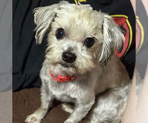 Maltese-Unknown Mix Dogs for adoption in Spring Lake, NC, USA