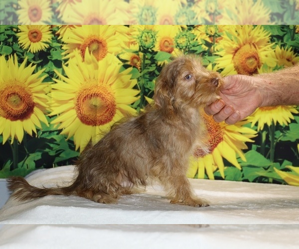 Medium Photo #10 Yorkiepoo mix (+ Poodle Toy) Puppy For Sale in DYERSBURG, TN, USA