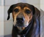 Small Labrador Retriever Mix