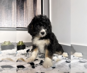 Medium Miniature Bernedoodle