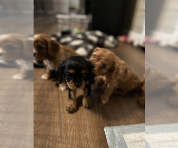 Medium Photo #3 Cavalier King Charles Spaniel Puppy For Sale in DOVER, AR, USA