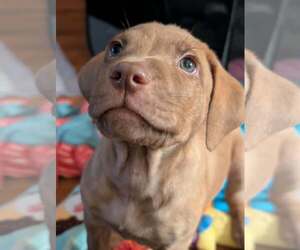 Labrador Retriever-Unknown Mix Dogs for adoption in Plainfield, IL, USA