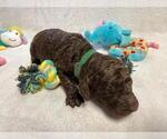 Small Photo #4 Poodle (Standard) Puppy For Sale in NEWFIELD, NJ, USA