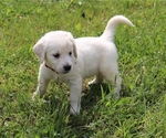 Small Photo #9 English Cream Golden Retriever Puppy For Sale in MARION CENTER, PA, USA