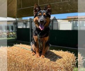 Mutt Dogs for adoption in Camarillo, CA, USA