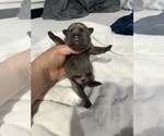 Small #8 French Bulldog