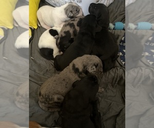 Great Dane Puppy for sale in SELLERSBURG, IN, USA