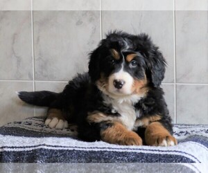 Bernese Mountain Dog Puppy for sale in FREDERICKSBG, OH, USA