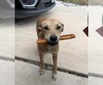 Small Black Mouth Cur