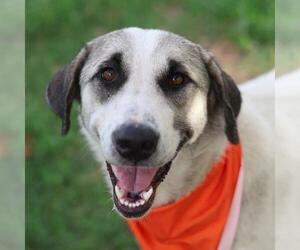 Labrador Retriever-Unknown Mix Dogs for adoption in San Antonio, TX, USA