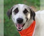 Small Labrador Retriever Mix