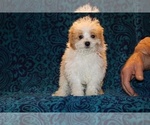 Small #1 Goldendoodle (Miniature)