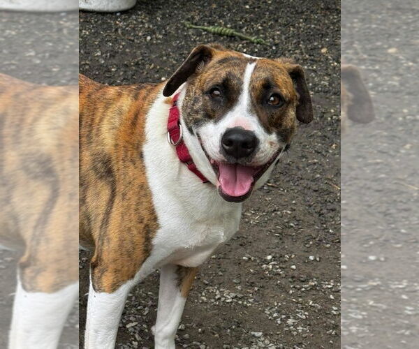 Medium Photo #11 Mutt Puppy For Sale in Elmsford, NY, USA