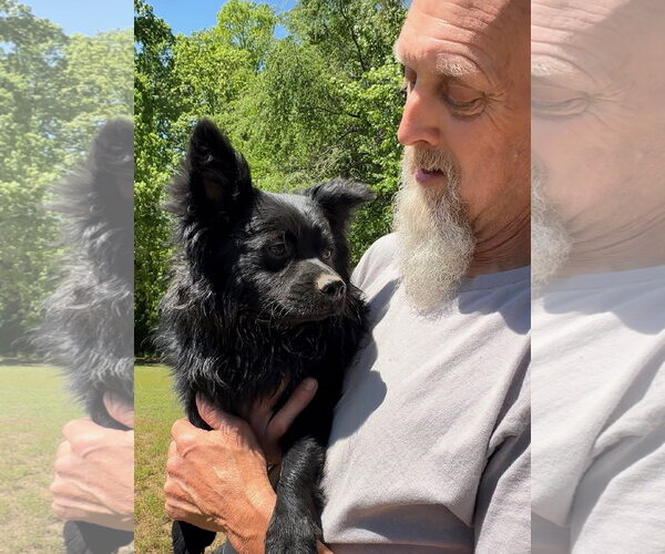 Medium Photo #1 Pomeranian-Unknown Mix Puppy For Sale in Thomasville, NC, USA