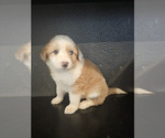 Small Photo #8 Australian Shepherd-Great Pyrenees Mix Puppy For Sale in SAN BERNARDINO, CA, USA