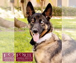 Small #5 Australian Shepherd-German Shepherd Dog Mix