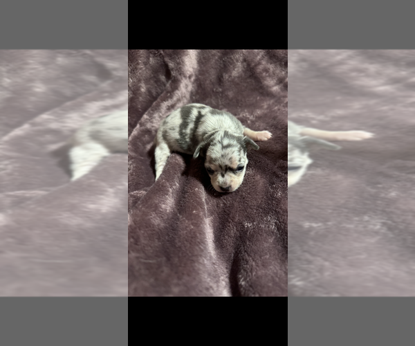 Medium Photo #11 Chihuahua Puppy For Sale in DALLAS, TX, USA