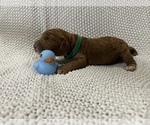 Small Photo #7 Goldendoodle Puppy For Sale in ZOLFO SPRINGS, FL, USA