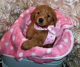 Goldendoodle Puppy for sale in LAKE CHARLES, LA, USA