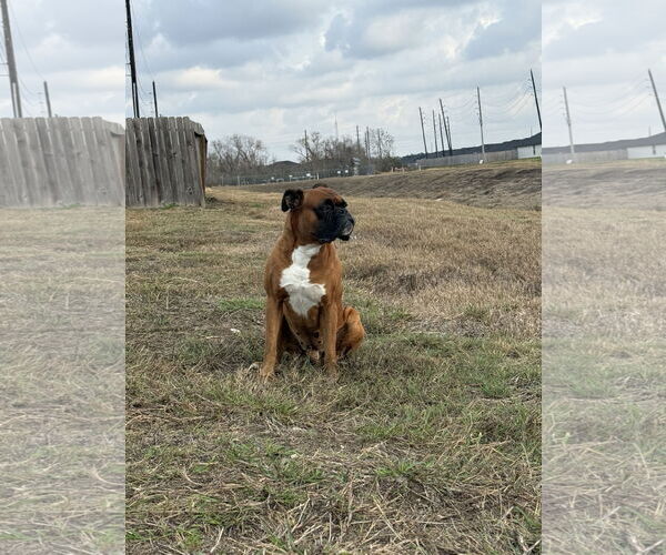 Medium Photo #3 Boxer Puppy For Sale in  Katy, TX, USA