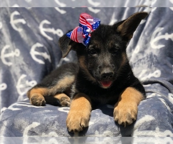 Medium Photo #6 German Shepherd Dog Puppy For Sale in EAST EARL, PA, USA
