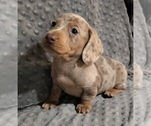 Medium Dachshund