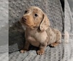 Puppy Nevada Dachshund