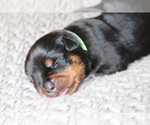 Small Photo #3 Rottweiler Puppy For Sale in FLAGSTAFF, AZ, USA