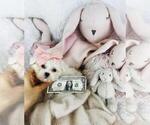Small Photo #2 Maltese Puppy For Sale in FORT LAUDERDALE, FL, USA