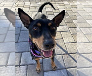 Chihuahua-Unknown Mix Dogs for adoption in Brewster, NY, USA
