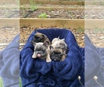 Small Photo #11 French Bulldog Puppy For Sale in STAFFORD, VA, USA