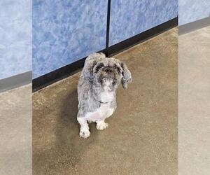 Shih Tzu-Unknown Mix Dogs for adoption in Rockwall, TX, USA