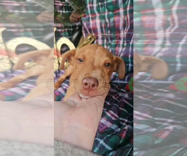 Medium Photo #8 Dachshund-Vizsla Mix Puppy For Sale in Wakefield, RI, USA