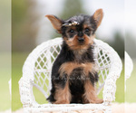 Small Photo #90 Yorkshire Terrier Puppy For Sale in WARSAW, IN, USA