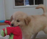 Small #7 Golden Retriever