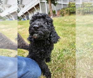 Goldendoodle Puppy for sale in BATTLE GROUND, WA, USA
