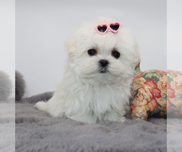 Medium Photo #2 Maltese Puppy For Sale in LOS ANGELES, CA, USA