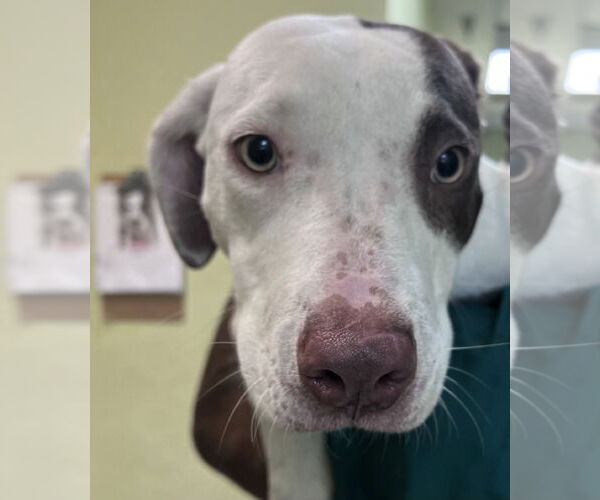 Medium Photo #3 Pointer-Unknown Mix Puppy For Sale in Royal Palm Beach, FL, USA