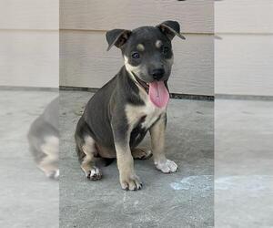 American Staffordshire Terrier-Unknown Mix Dogs for adoption in San Antonio, TX, USA