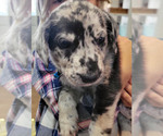 Small Photo #2 Goldendoodle-Great Dane Mix Puppy For Sale in TURTLE LAKE, WI, USA