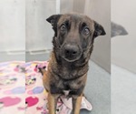 Small #2 Mutt