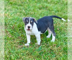 Mutt Dogs for adoption in Boston, MA, USA