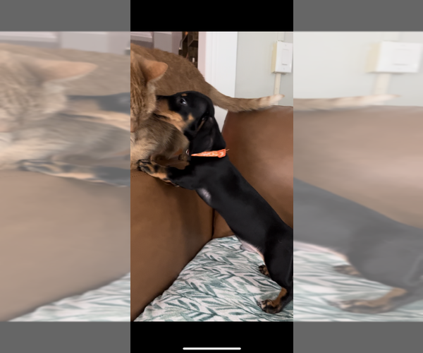 Medium Photo #5 Dachshund Puppy For Sale in GOTHA, FL, USA