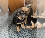 Puppy 5 Beagle-Chiweenie Mix