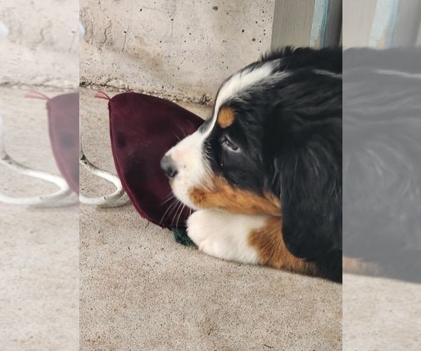 Medium Photo #7 Bernese Mountain Dog Puppy For Sale in SUPERIOR, WI, USA