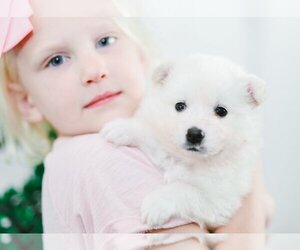 American Eskimo Dog Puppy for sale in WADSWORTH, OH, USA