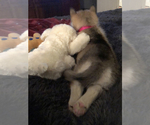Small Photo #4 Siberian Husky Puppy For Sale in RENO, NV, USA